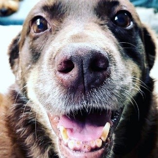 Brown dog with smile