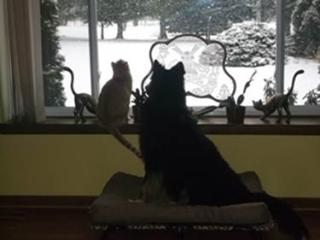 Bandit snow-gazing with his kitty pal