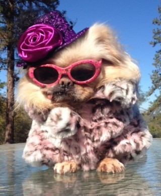 Buddy looking fabulous in his sun glasses and fur coat