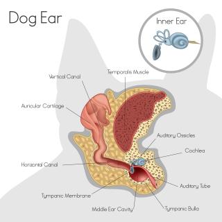 Steroid ear drops for otitis externa