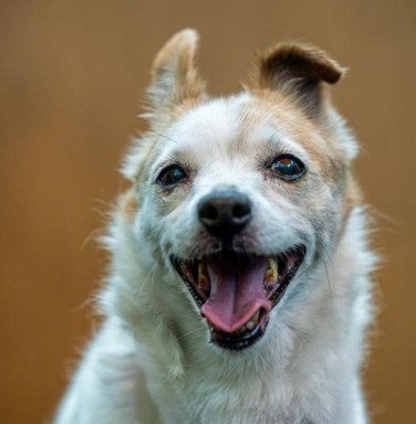 jack russell mix smiling
