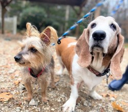 yorkie and basset hound