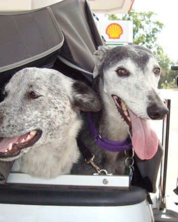 two grey dogs by a bike