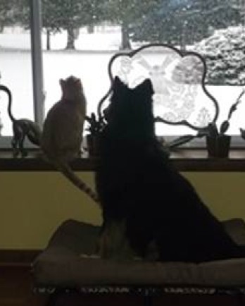 Bandit snow-gazing with his kitty pal