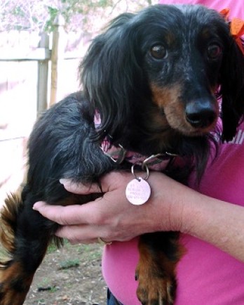 Lezlie, the dachshund, being held