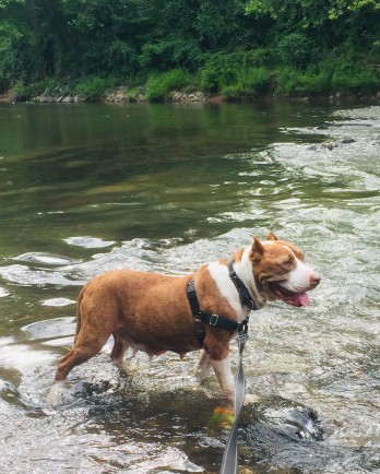 Cleo in the river