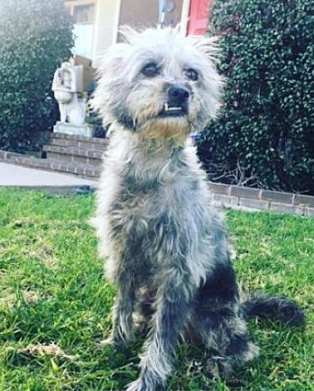 Grey terrier dog sitting in grass