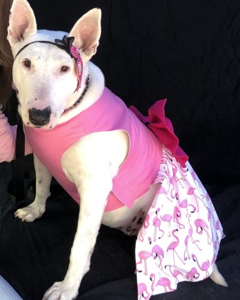 bull terrier in a pink dress