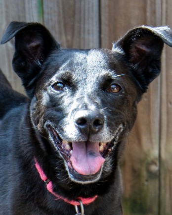black smiling dog with grey muzzle