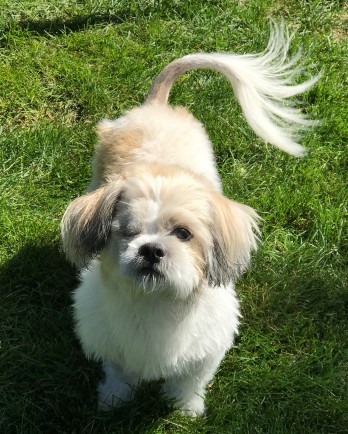 Close up of white and brown Shih Tzu with one eye