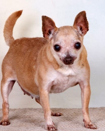 Little tan Chihuahua Vita