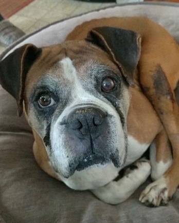 Boxer dog with a grey face