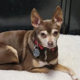 Snickers Small brown dog