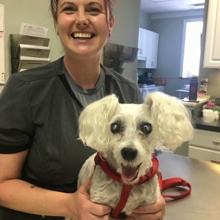 Vet tech and poodle