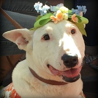 bull terrier with flower crown