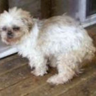 Leena, a small, white, fluffy dog, now deceased