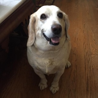 light colored beagle smiling