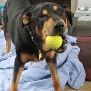 Rottweiler Storm with tennis ball