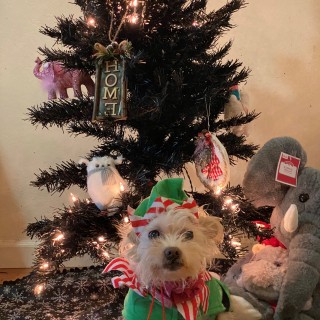 maltese dressed as an elf under the Christmas tree