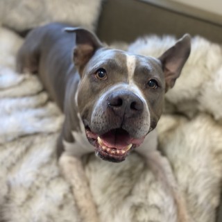 Hagrid the grey and white pit bull