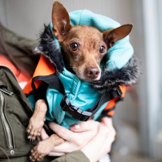 Brown Chihuahua in a blue winter coat