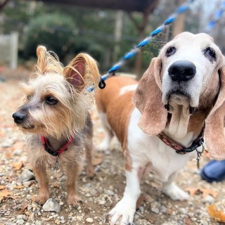 yorkie and basset hound