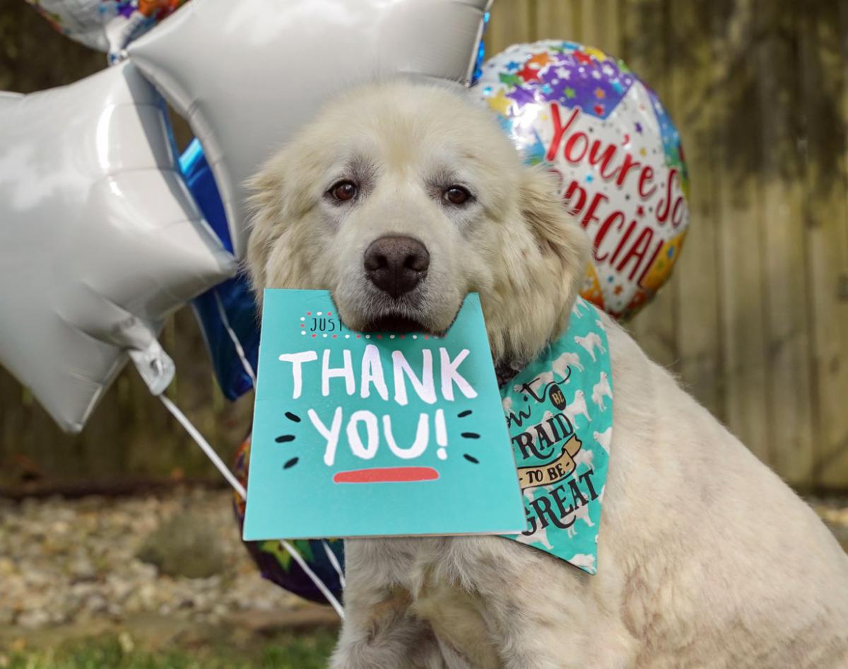 Molly the Pyreneese with Thank You sign Molly the Pyreneese with Thank You sign
