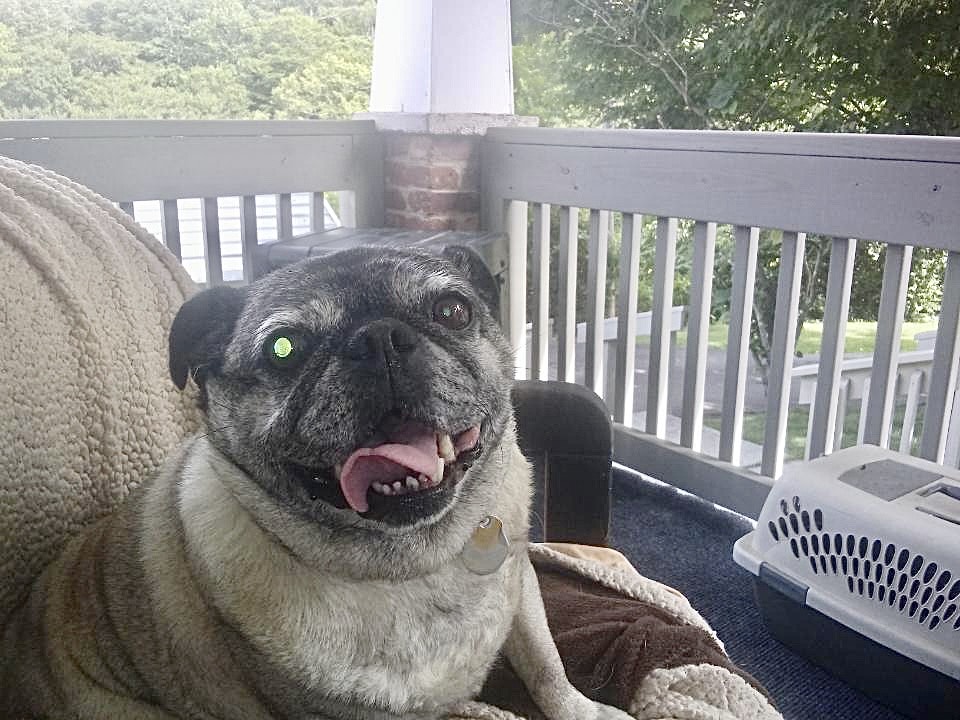 pug on front porch