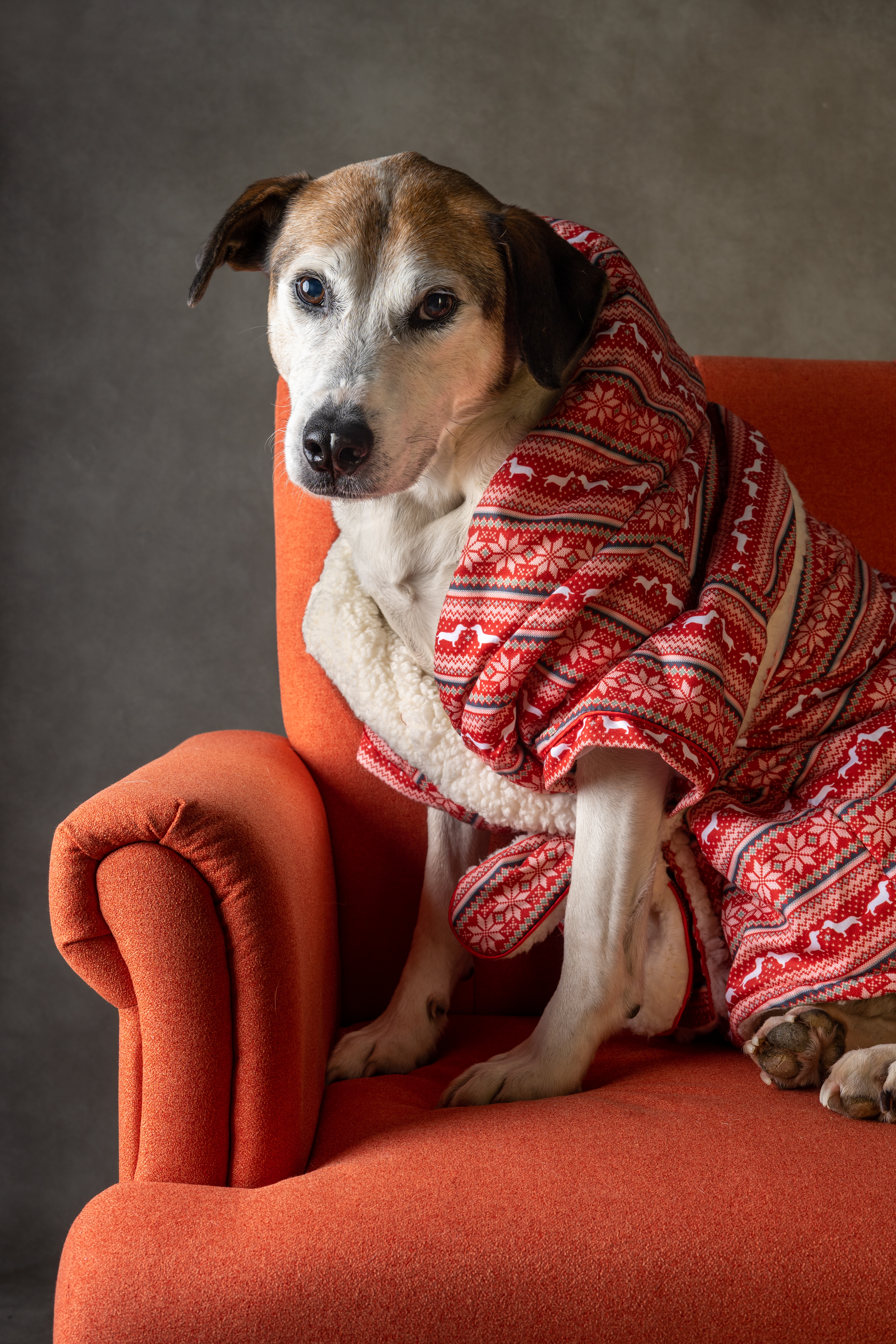 Cooper in a red chair dog in red chair
