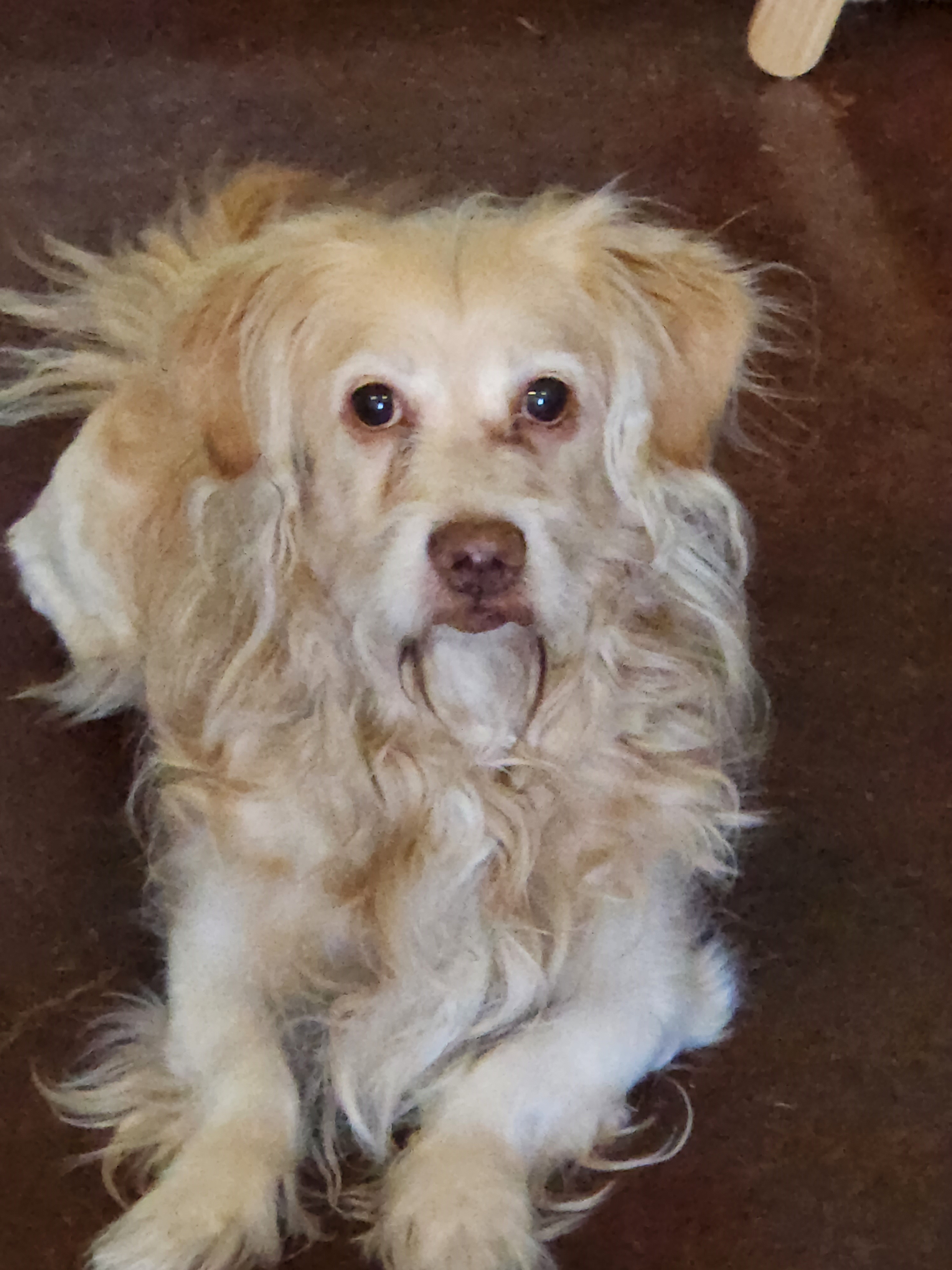 Junior laying down scruffy beige dog laying down