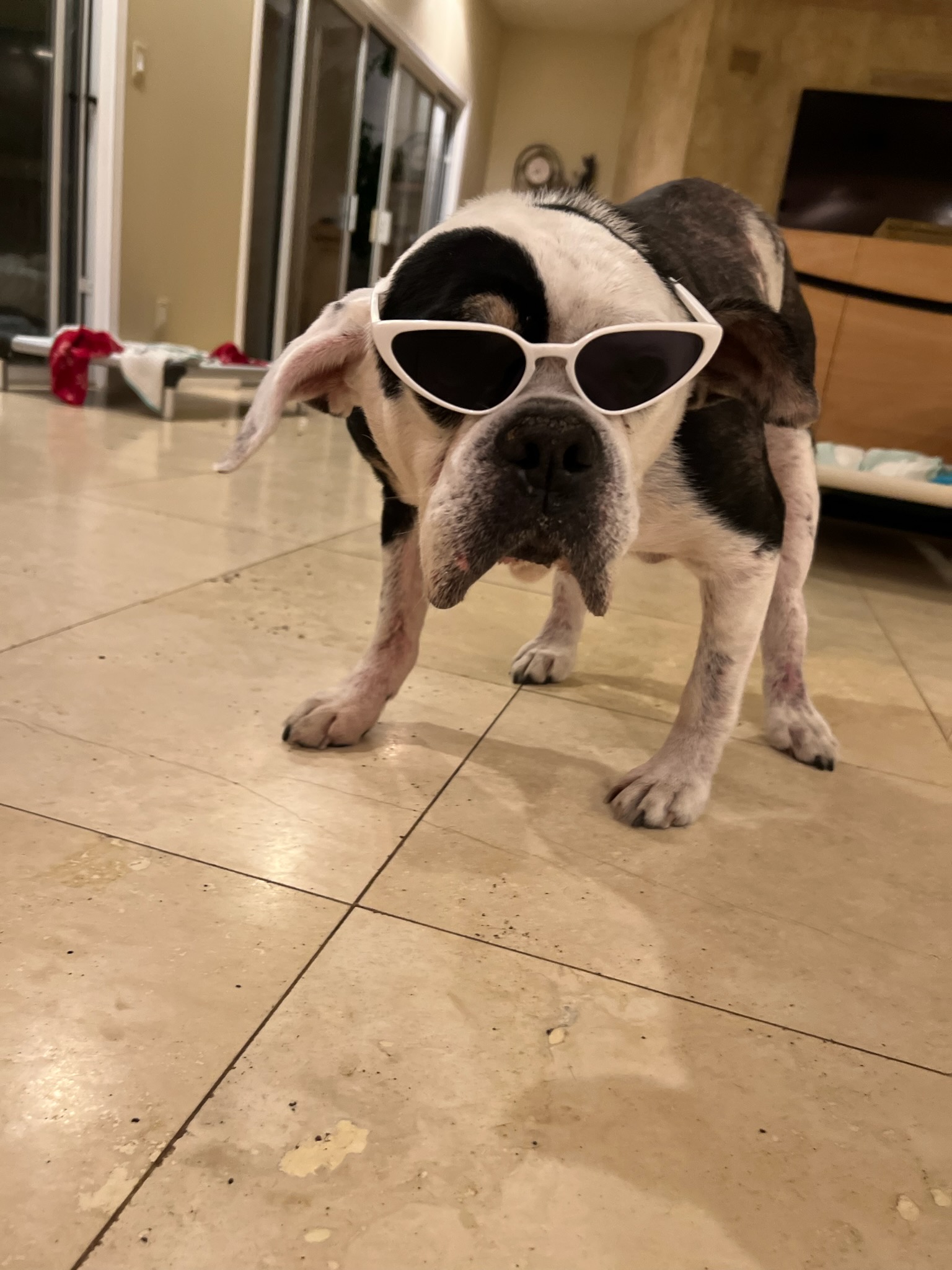 dog looking cool