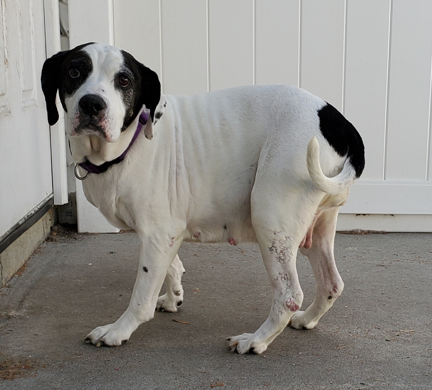 Ruby white and black dog