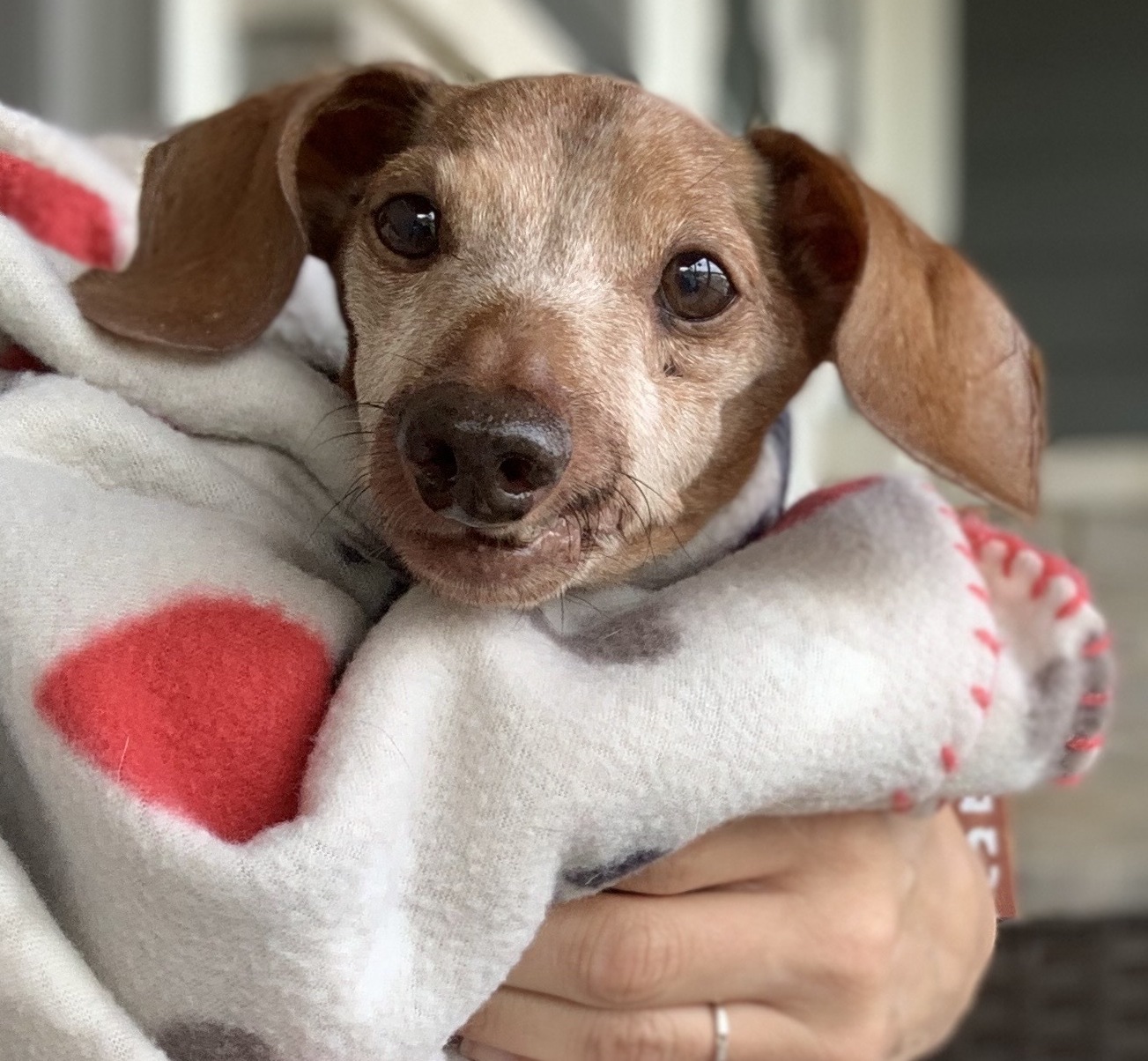 grey-faced dachshund wrapped in blanket
