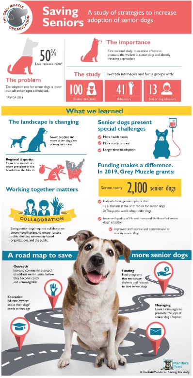 The Grey Muzzle Collaborative: Working Together to Save Senior Dogs ...