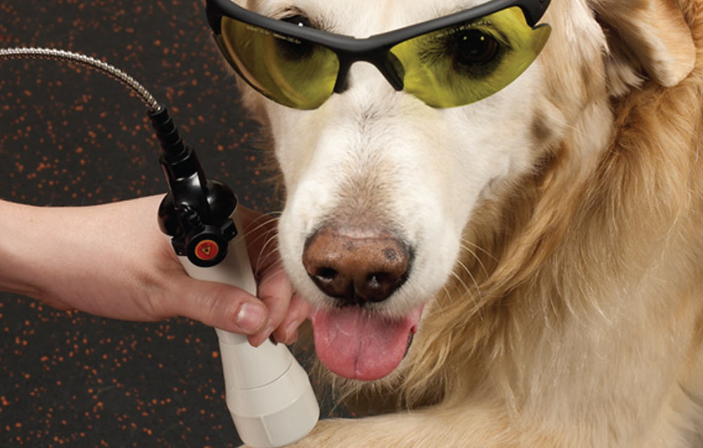 Laser Therapy for Senior Dogs by Brian A. Pryor, Ph.D.  The Grey
