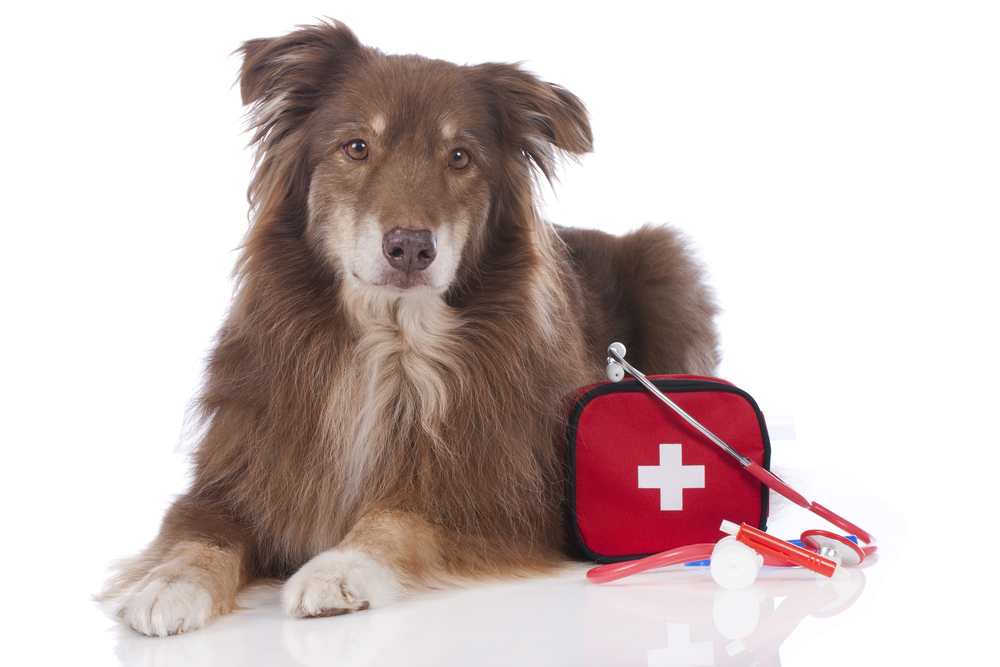 A Guide to Emergency and Disaster Preparedness for Dogs by Yvone Kon ...