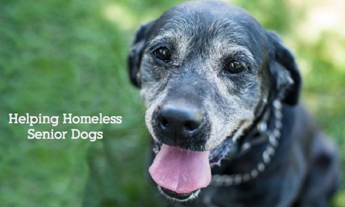 The Grey Muzzle Organization Helping Homeless Senior Dogs The