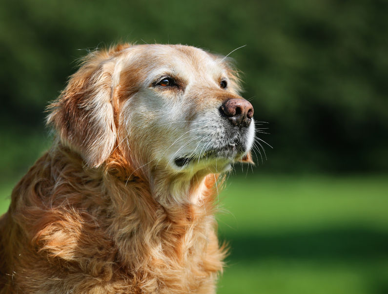 how can i ease my dogs arthritis pain