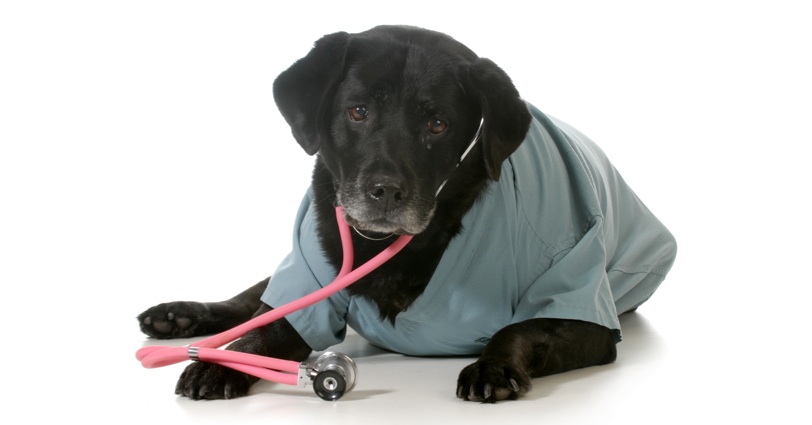 geriatric dog care
