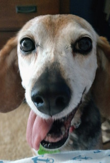 Beagle with tongue out and gray face.