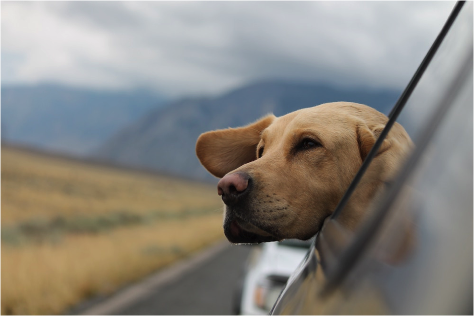 Brown dog hanging his head out a car window