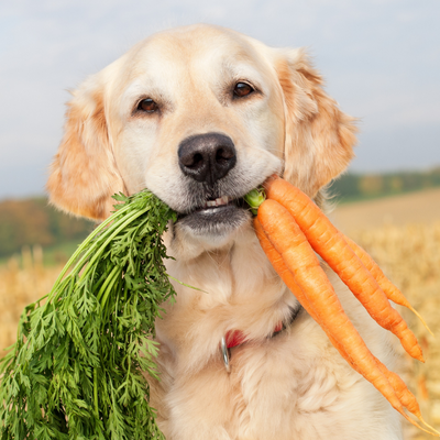 Dog with Carrots