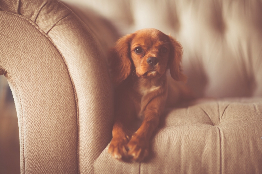 Small brown dog sitting on a couch.