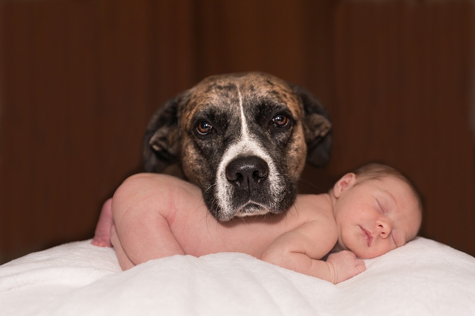 will my dog adjust to a baby