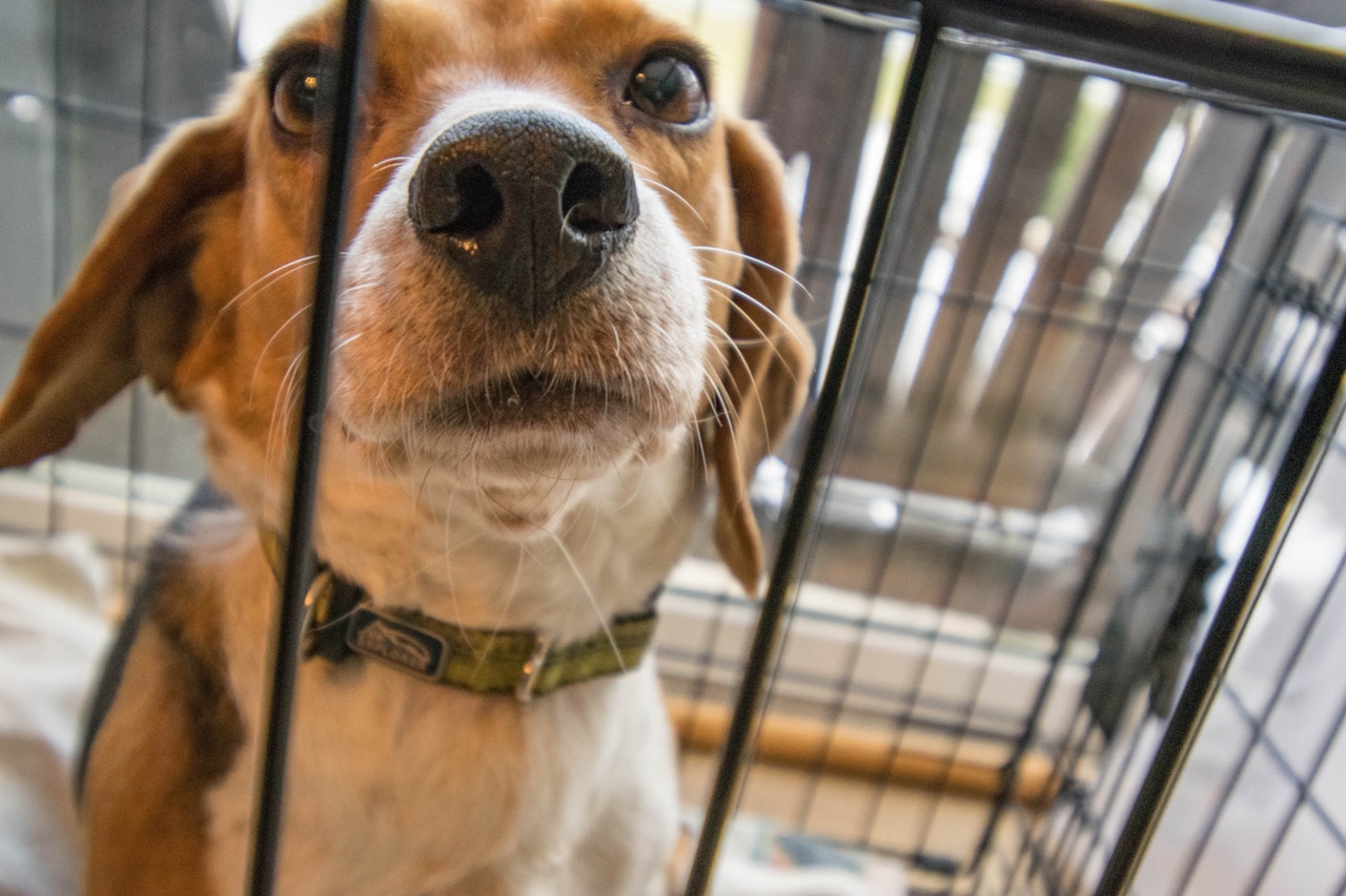 Adult beagle in a crate
