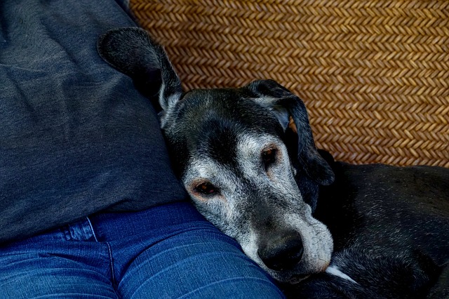 Grey muzzled dog in person's lap