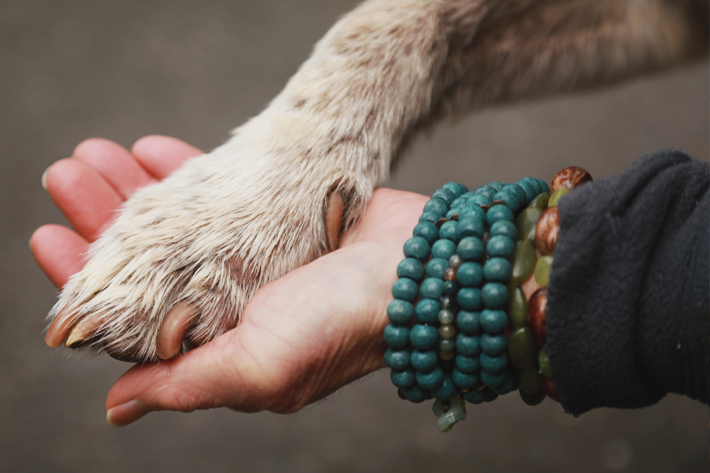 Paw In Hand