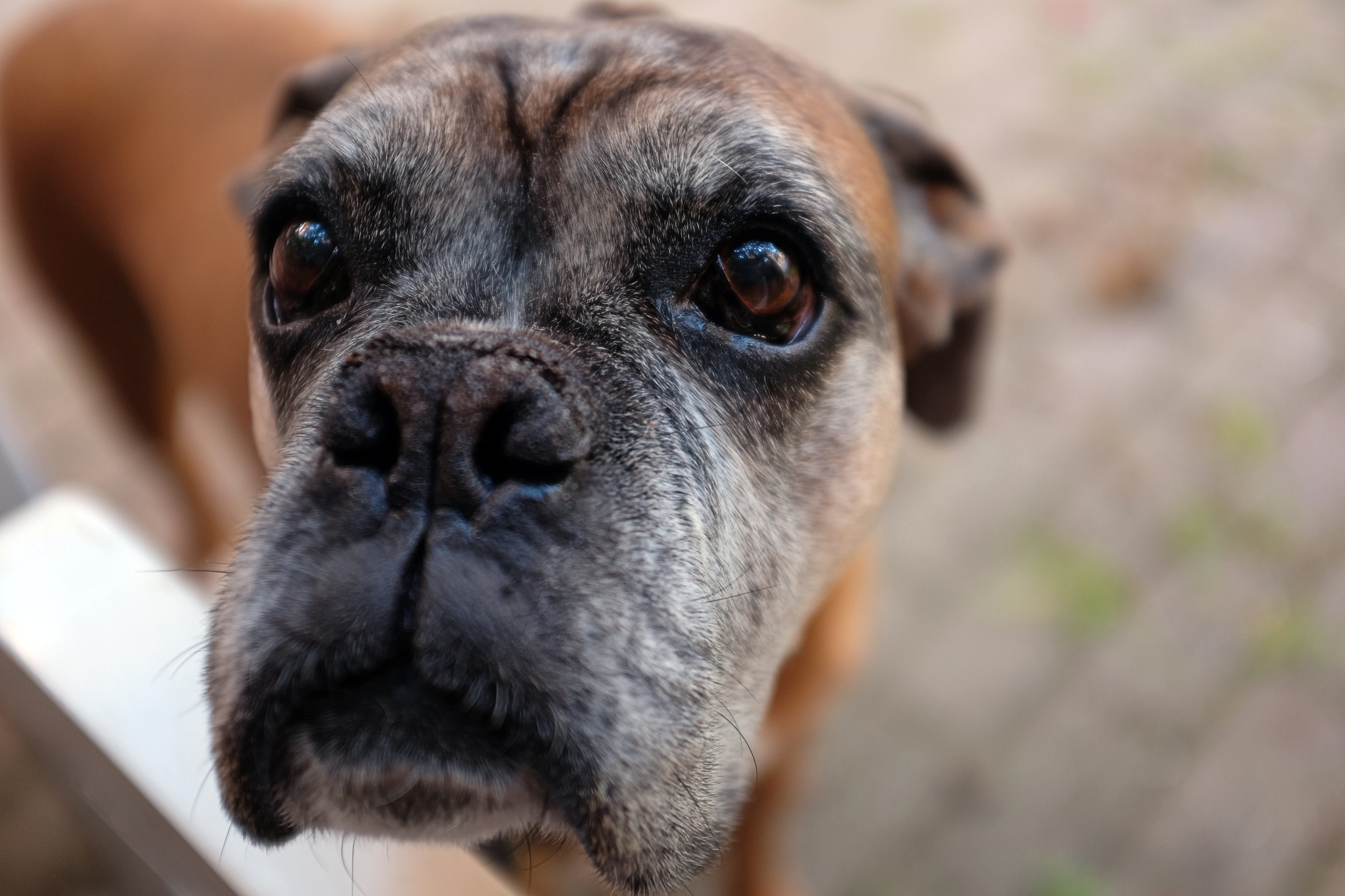 Boxer dog with grey face