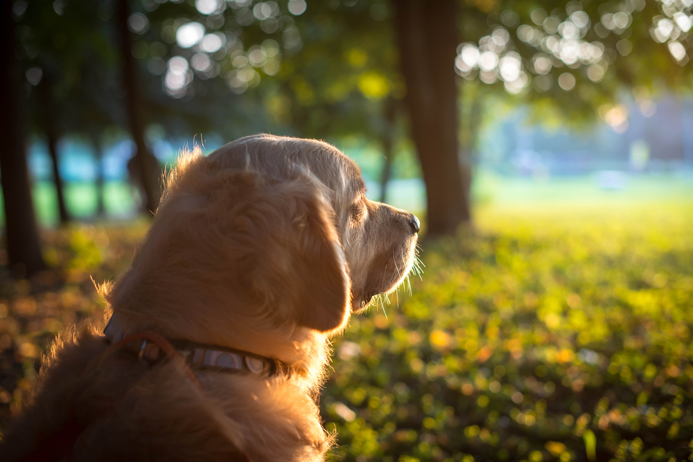 What is Hospice Care for Pets? | The 