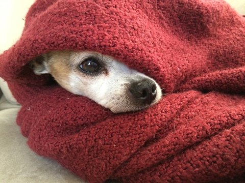 Small dog in blanket